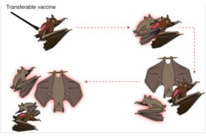 Vaccin Autodisseminés