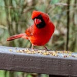 Un grand nombre d'oiseaux meurent soudainement aux USA