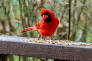 Un grand nombre d'oiseaux meurent soudainement aux USA