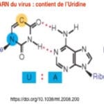 ARN du virus