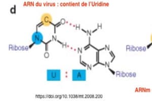 ARN du virus