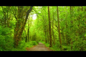 Madrid, Grande forêt lutte changement climatique