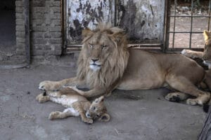 Zoo vaccination animale