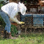 méthode sauver abeilles
