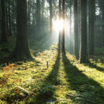 forêt France