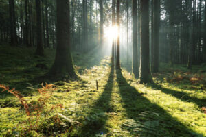 forêt France