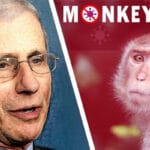 Fauci Monkeypox