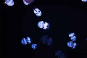 prolifération des méduses