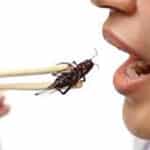 destructuration - manger des insectes