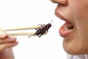 destructuration - manger des insectes