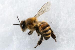 Le directeur adjoint du Parquet suédois retrouvé chez lui mort par piqûre d’abeille