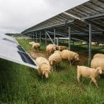 agro-photovoltaïque