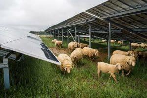 agro-photovoltaïque