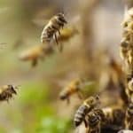 abeilles urbaines : comment elles aident nos villes