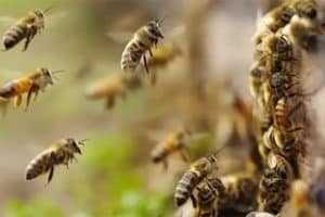 abeilles urbaines : comment elles aident nos villes