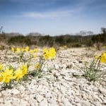 la garrigue super-héroïne