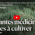 11 plantes médicinales