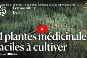 11 plantes médicinales