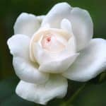 The White Rose