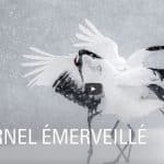 documentaire sur Vincent Munier