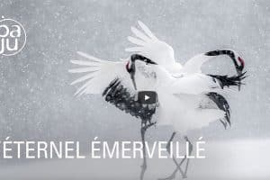 documentaire sur Vincent Munier