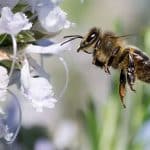 biodiversità